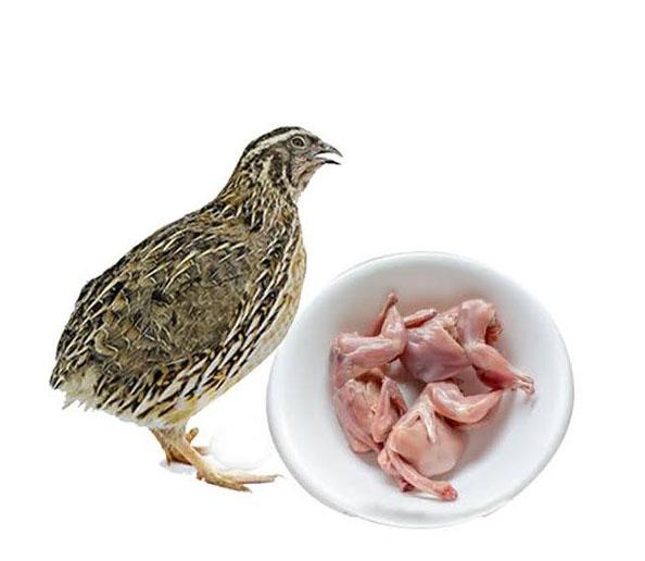 Quail | காடை
